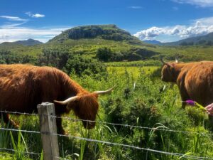 Highland cows in field in scotland
